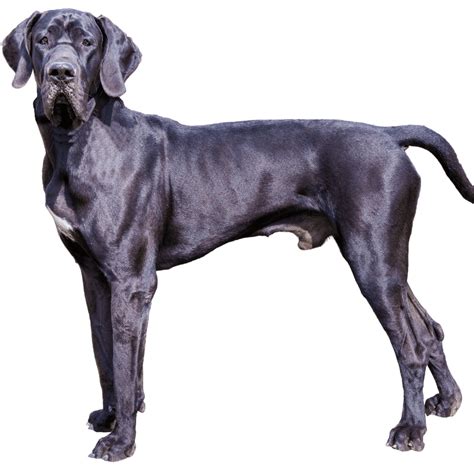 dog sizing chart urban suburban apparel