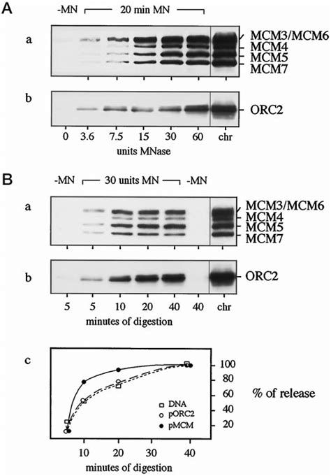 Mobilization Of Mcm Proteins And Orc P By Micrococcal Nuclease A