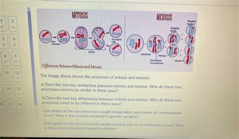 Meiosis Mitosis Test Hot Sex Picture