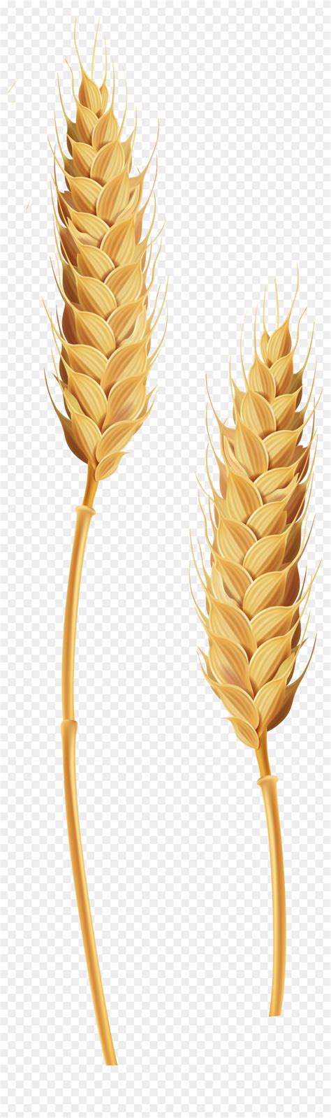 Wheat Stalks Transparent Clip Art Image Wheat Transparent Free