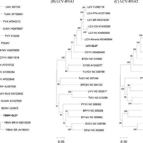 Maximum Likelihood Phylogenetic Trees Based On Nucleotide Sequence