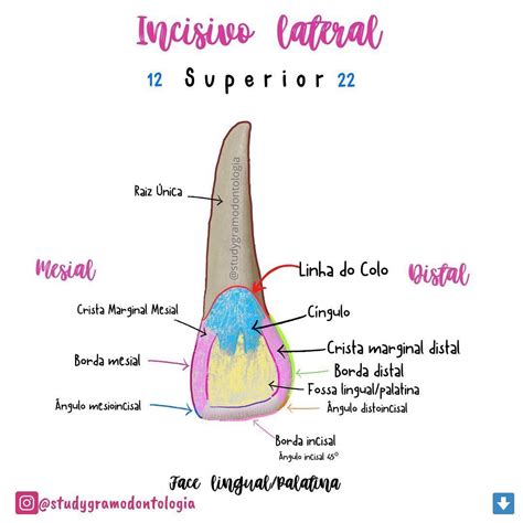 Anatomia Incisivo Lateral Superior Braincp