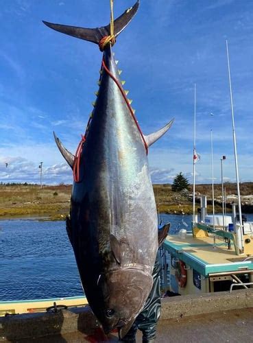 World Record Tuna in Canso, Nova Scotia: Captain Experiences