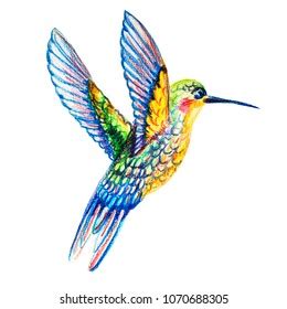 Hummingbird Illustration Watercolor Pencils Stock Illustration 1070688305