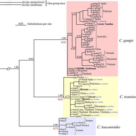 Fifty Percent Majority Rule Consensus Phylogenetic Tree Of Creatonotos