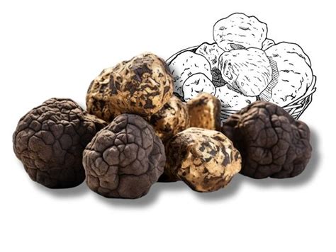 Storia E Raccolta Del Tartufo Chianti Tartufi