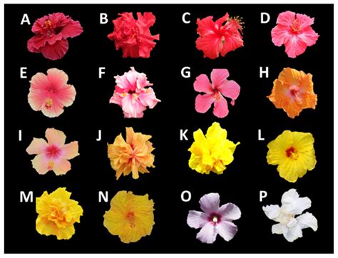 Molecules Free Full Text Color Antioxidant Capacity And Flavonoid