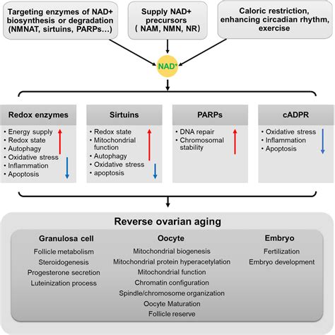 Mechanism of NAD + metabolism in ovarian aging. Modulating the ...