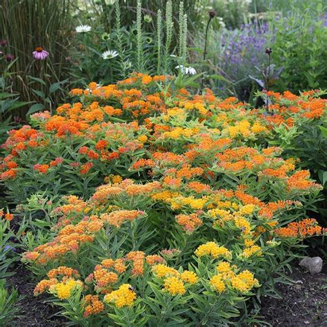 Asclepias tuberosa ‘Gay Butterflies’ 1 gal