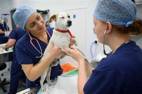 Veterinary Students Are in Great Demand