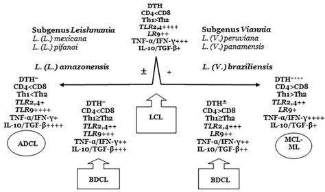 From Biology To Disease Importance Of Species Specific Leishmania