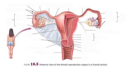 Posterior View Of The Female Reproductive Organs In A Frontal Section Diagram Quizlet