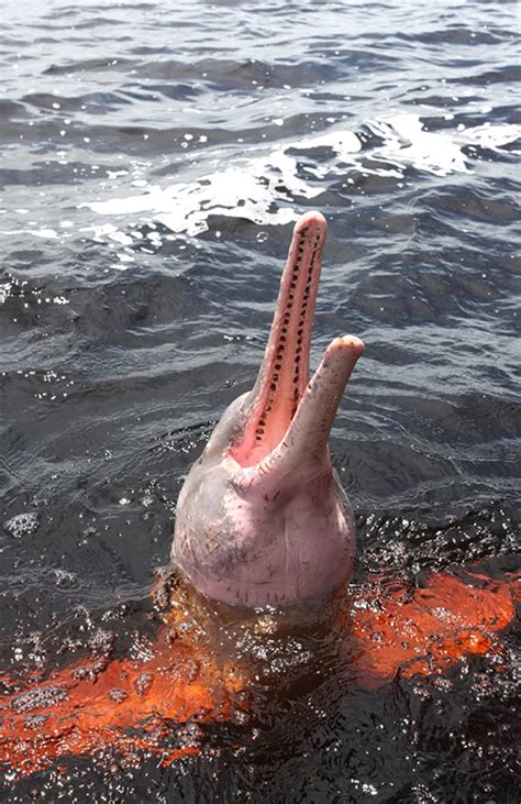 Boto Cor De Rosa É Um Golfinho - Boto-cor-de-rosa, o golfinho de água doce