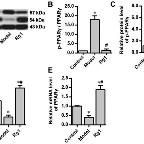 Effects Of Ginsenoside Rg1 On Pparγ Phosphorylation In The Alzheimers