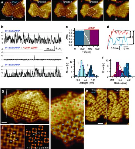 Dynamics Of Ligand Induced Conformational Changes In SthK By Real Time