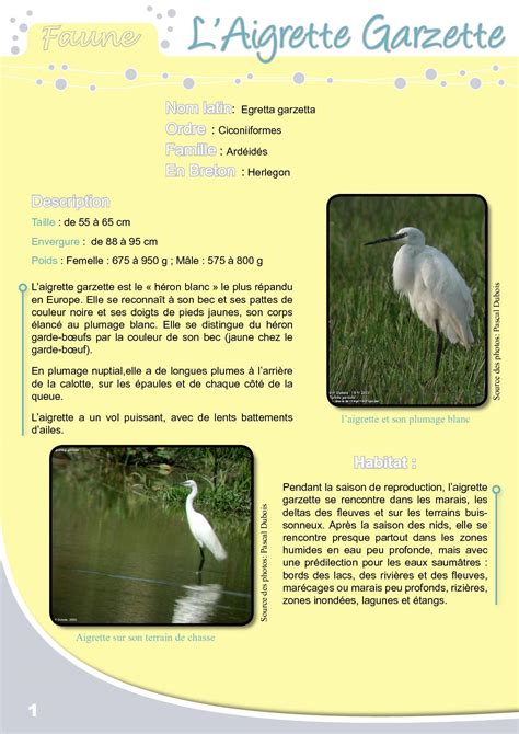 Calaméo Fiche Pédagogique Aigrette Garzette Eau Rivières De Bretagne