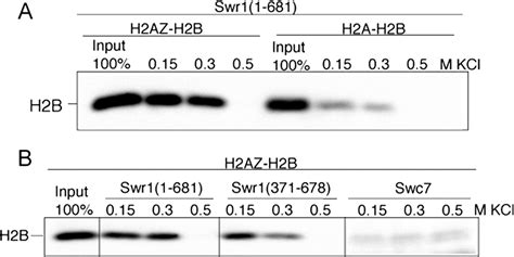 N Terminus Of Swr1 Binds To Histone H2AZ And Provides A Platform For