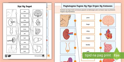 Pagtutugma Tugmang Pagsasanay Ng Mga Organ Ng Katawan Kinder Twinkl