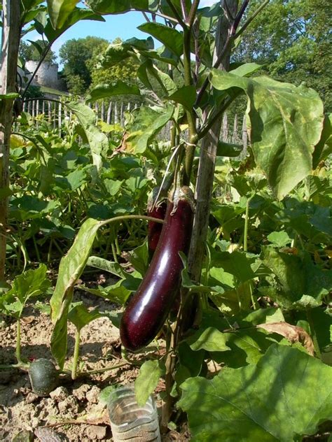 Les Cl S Pour R Ussir La Plantation Des Aubergines Jardin Pratique