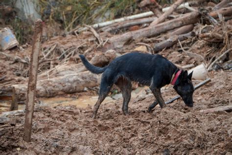 Veja Como é O Trabalho Dos Cães Farejadores No Litoral Norte De São