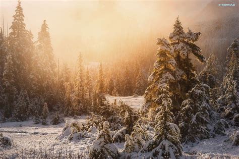 Zima Las państwowy Ketchikan Alaska Stany Zjednoczone Śnieg Mgła