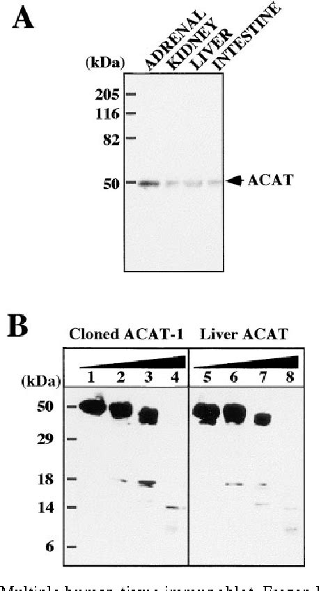 Figure From Immunodepletion Experiments Suggest That Acyl Coenzyme A