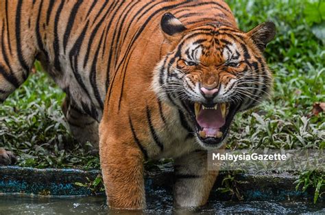 Kawasan Hutan Dipertingkat 50 Demi Selamatkan Harimau Malaya