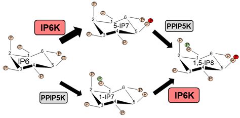 Molecules Free Full Text Targeting The Inositol Pyrophosphate