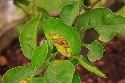 Citrus Canker from Bacteria Stock Image - Image of lime, organic: 101395763