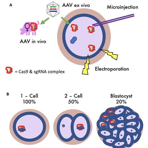 Schematic Representations Of Gene Editing Techniques Considered For