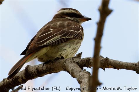 Variegated Flycatcher