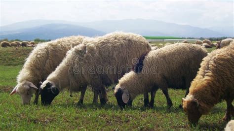 Multitud De Las Ovejas Que Pastan En Un Campo Contra El Contexto De Las