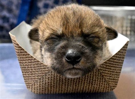 Cute Mexican Wolf Pups Bring New Hope For Endangered Species