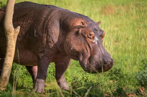 Rhino Vs. Hippo: Who Would Win A Fight? (Comparison)