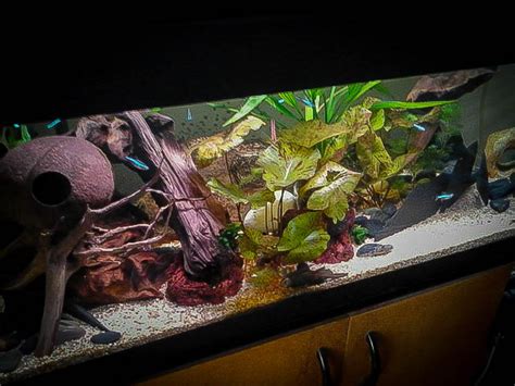 Nouvelle Photo De Mon Aquarium B L B