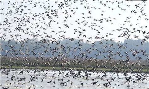 Migratory Birds flock at Pobitora Wildlife Sanctuary in Assam ...