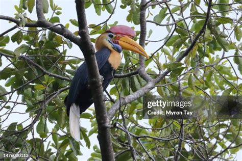 52 Knobbed Hornbill Stock Photos High Res Pictures And Images Getty