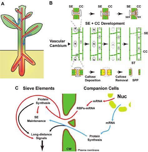 Phloem Diagram - diagram geometry