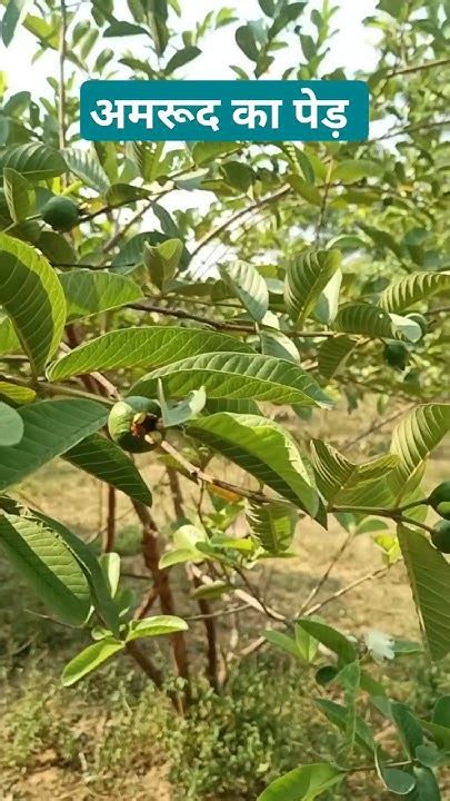 अमरुद का पेड अमरूद Guava अमरूदकीखेती Ytshorts Fruits Former