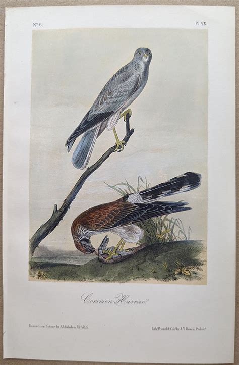 Audubon Octavo Print Common Harrier Northern Harrier Plate 26