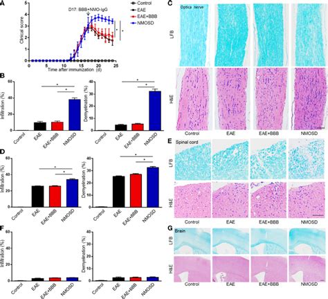 NeuN Expression In The NMOSD Model A B Loss Of NeuN Positive Cells