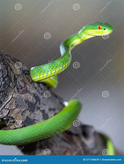 Green Pit Viper Trimeresurus Albolabris Stock Photo Image Of Wild