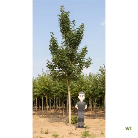 Gewone Esdoorn Acer Pseudoplatanus H 600 Cm St Omtrek 22 5 Cm Boom