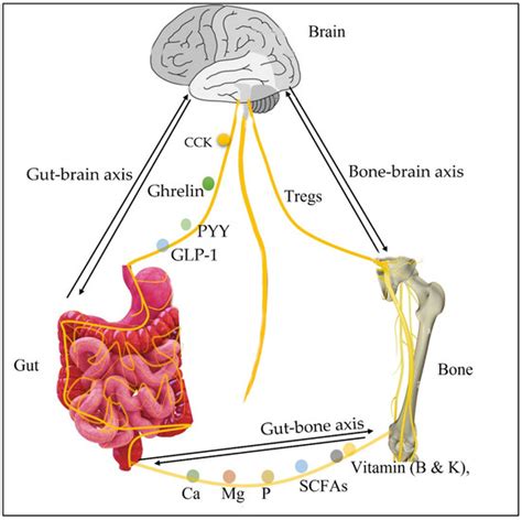 Metabolites Free Full Text Modulatory Effect Of Gut Microbiota On