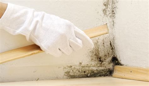 Basement Mold Control Services in Your Area from My Basement Repair Pros