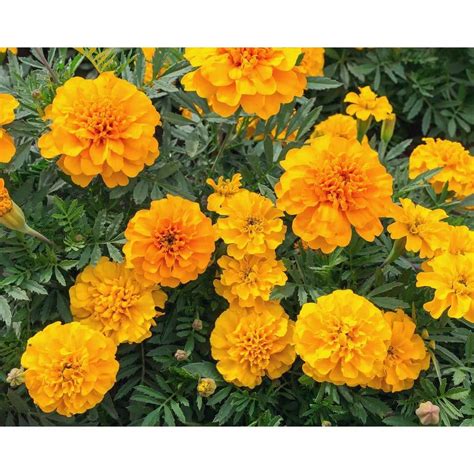 Orange Marigold 12 Plants Dc12pkmarora The Home Depot