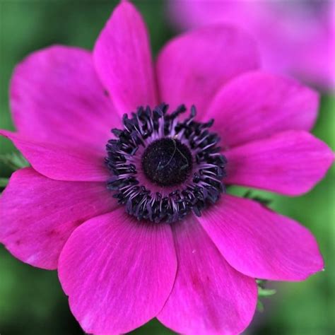 Hot Pink Anemones Florabundance Wholesale Flowers