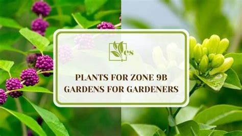 23 Plants for Zone 9b Gardens for Gardeners of Every Skill Level ...