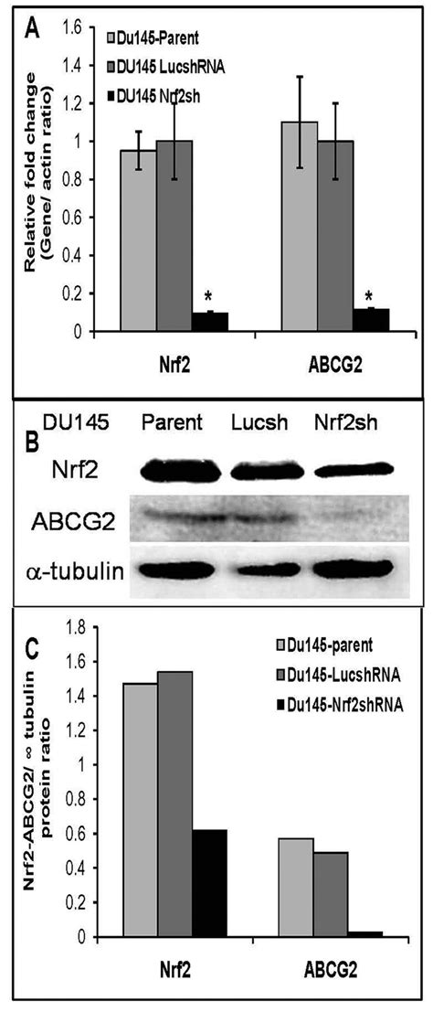 Attenuated Expression And Activity Of ABCG2 In Nrf2 Deficient Prostate