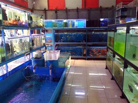 Toko Ikan Hias Terdekat Grosir Jual Ikan Hias Murah